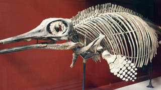 Before Whale Falls, There Were Ichthyosaur Falls